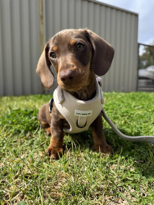Harness - Bark de Le Taco