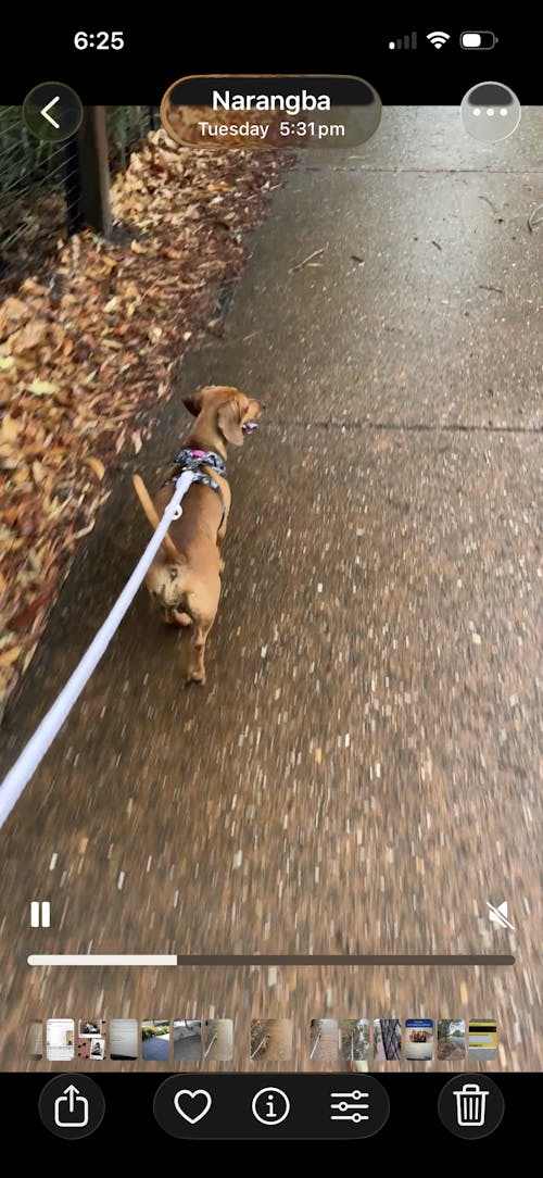 Multi-Functional Rope Leash - Pawple Haze