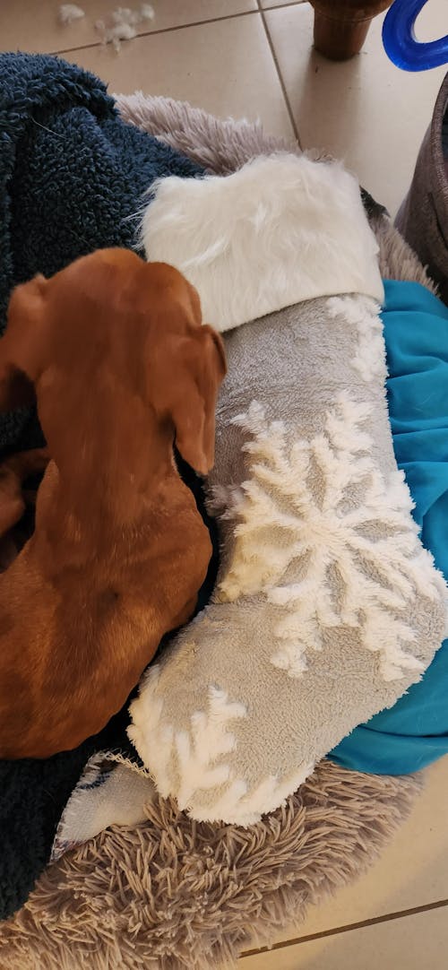 Dachshund Harness - 'Santa's Little Gift'