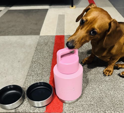 Multifunction Water Bottle - 'Strawberry Strolls'