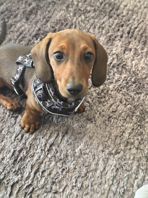 Dachshund Harness - 'Let's Pawty'