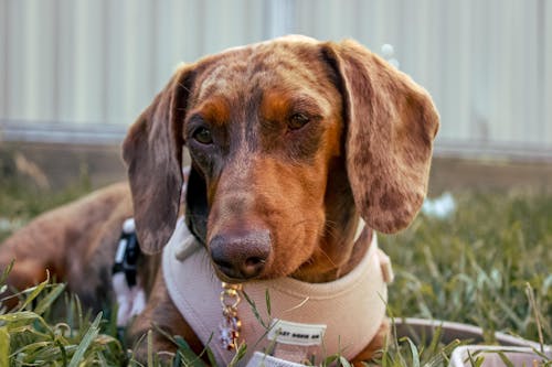 Dachshund Harness - 'Bark de Le Taco'