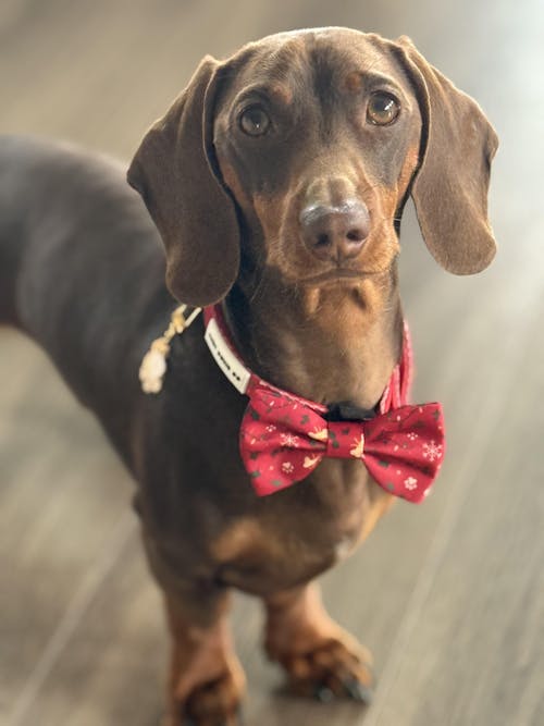 Dachshund Collar - 'Santa's Little Gift'