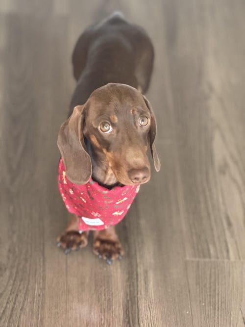 Bandana - Santa's Little Gift