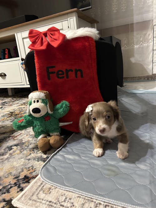 Dachshund Harness - 'Santa's Little Gift'