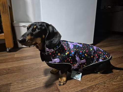 Waterproof Jacket - Let's Pawty