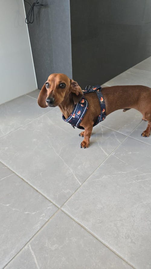 Dachshund Harness - 'Dashtrology'