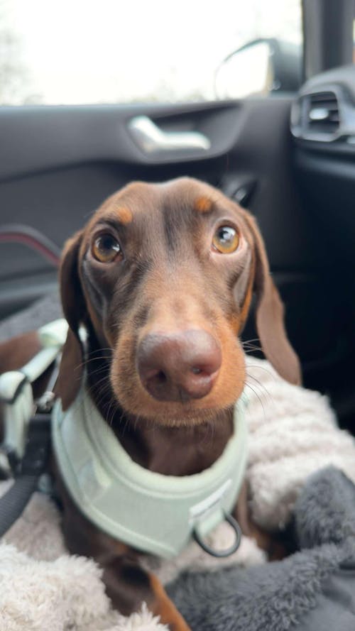 Dachshund Harness - 'Hound de Sage'