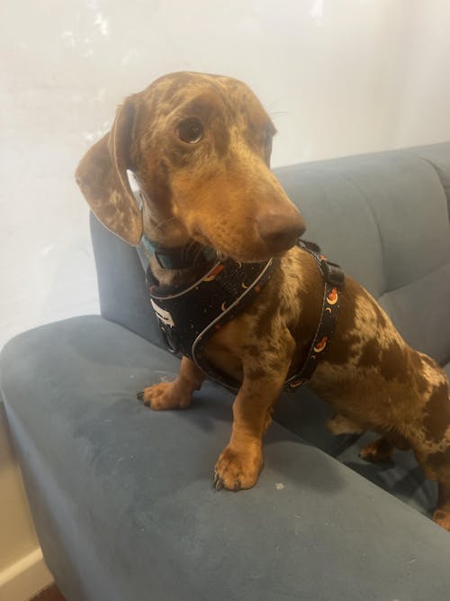 Dachshund Harness - 'Dashtrology'
