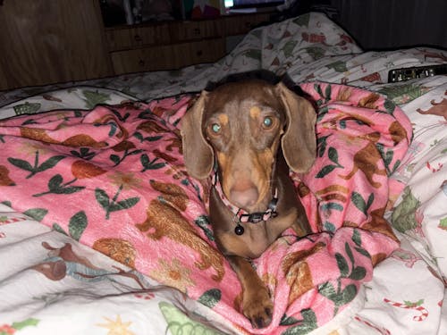 Blanket - Pawdise Garden