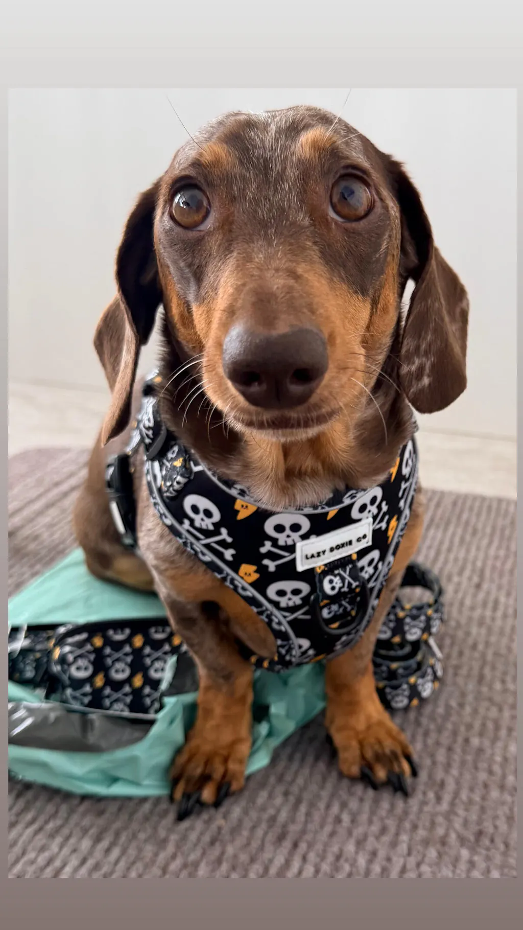 Dachshund Harness - 'Bad to the Bone'
