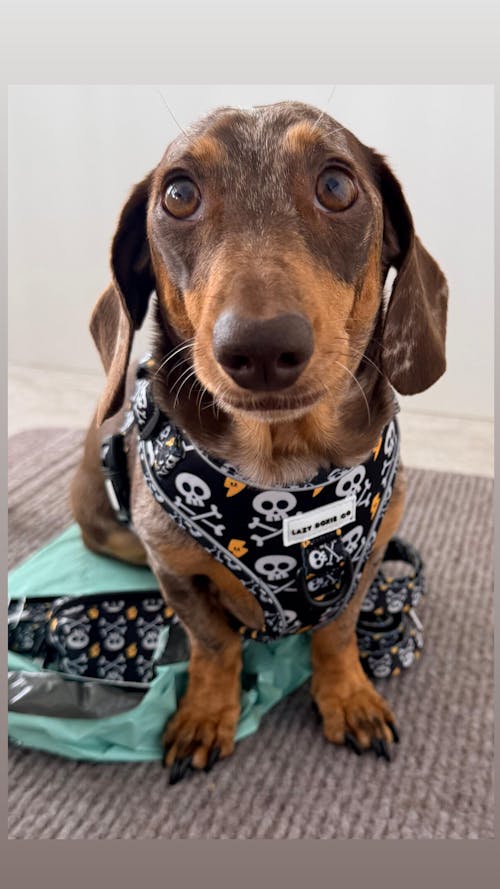 Dachshund Harness - 'Bad to the Bone'