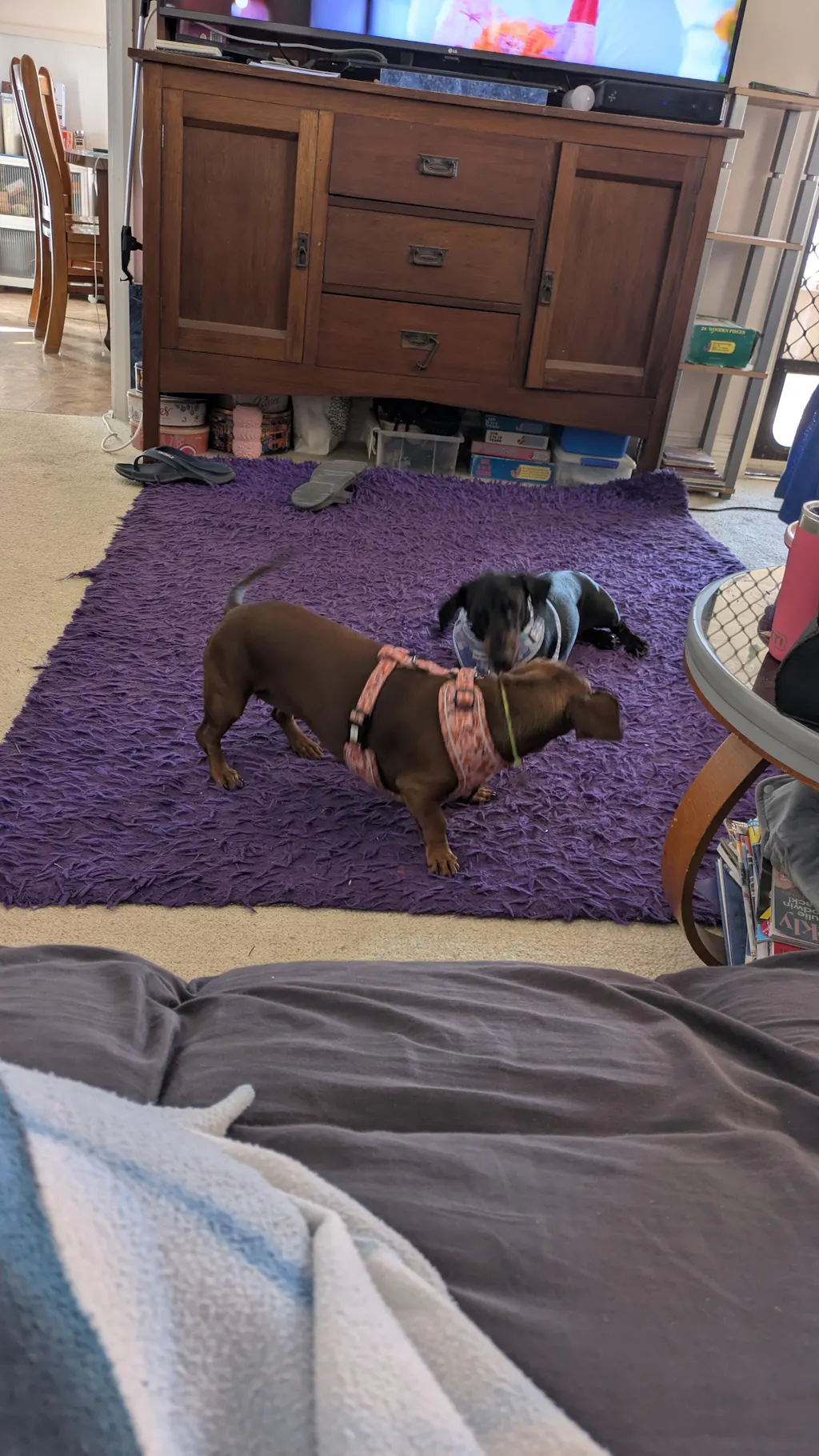 Dachshund Harness - 'Pawdise Garden'