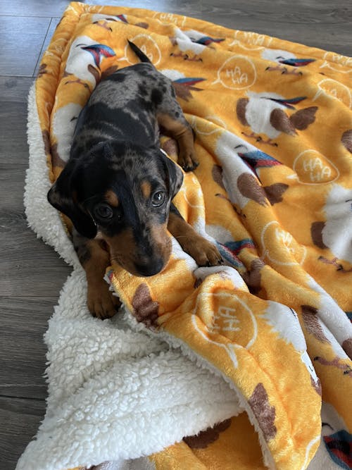 Blanket - Snagaburra