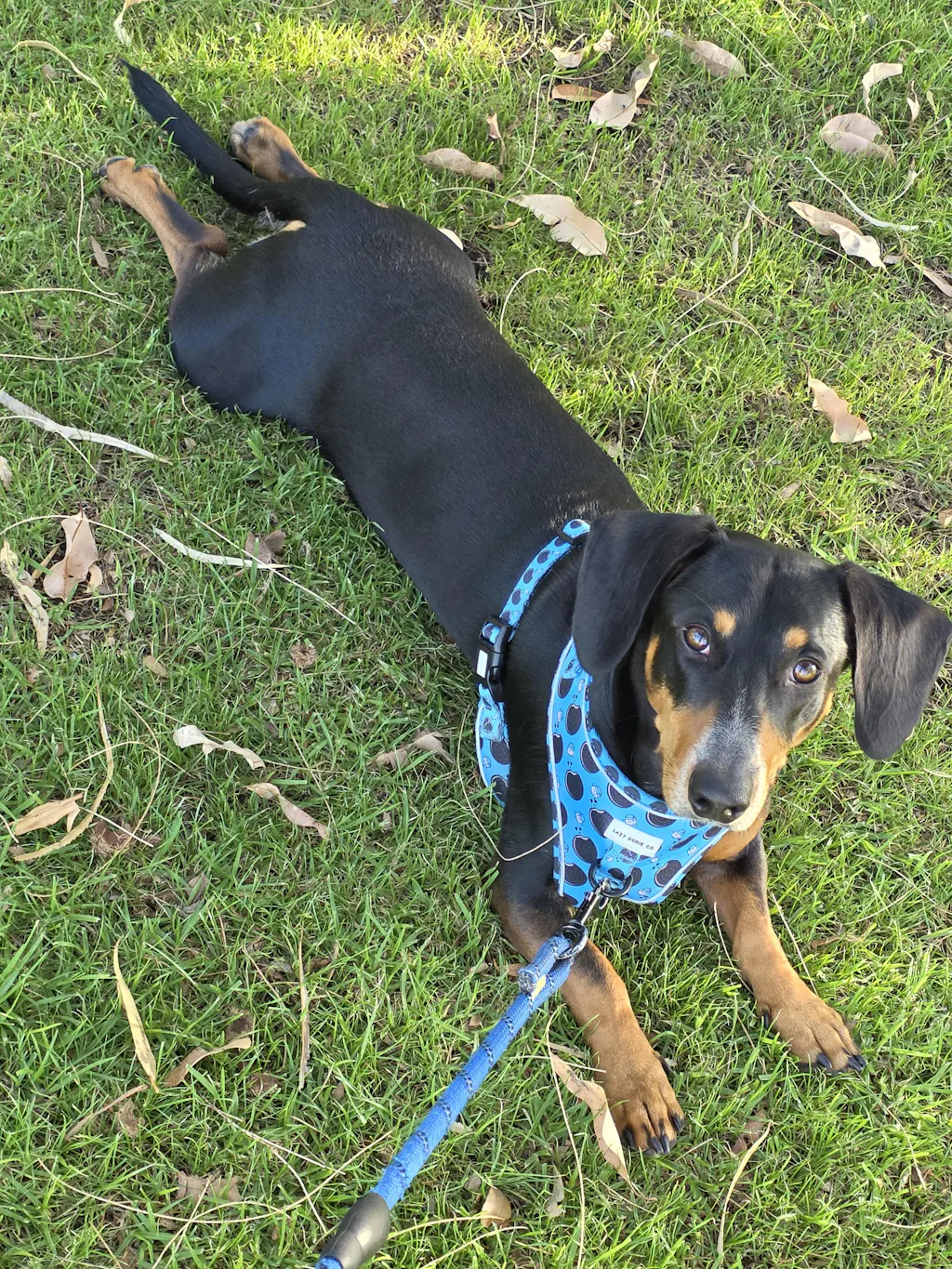Dachshund Harness - 'Doxie Dunk'