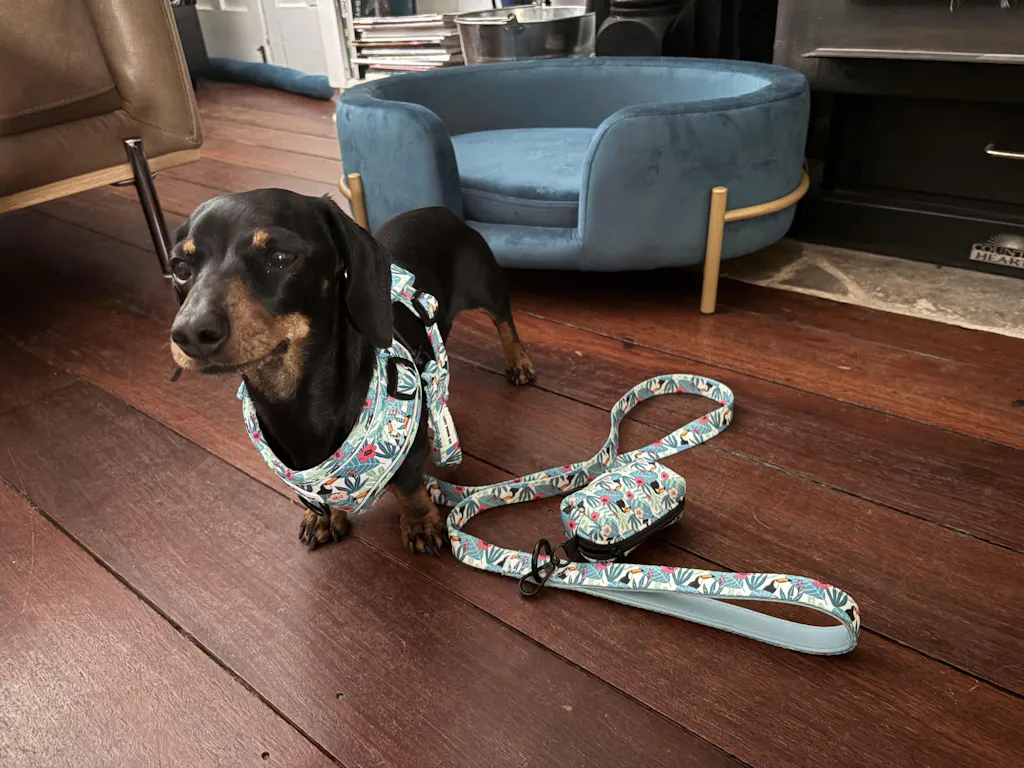 Dachshund Collar - 'Doxiecana'