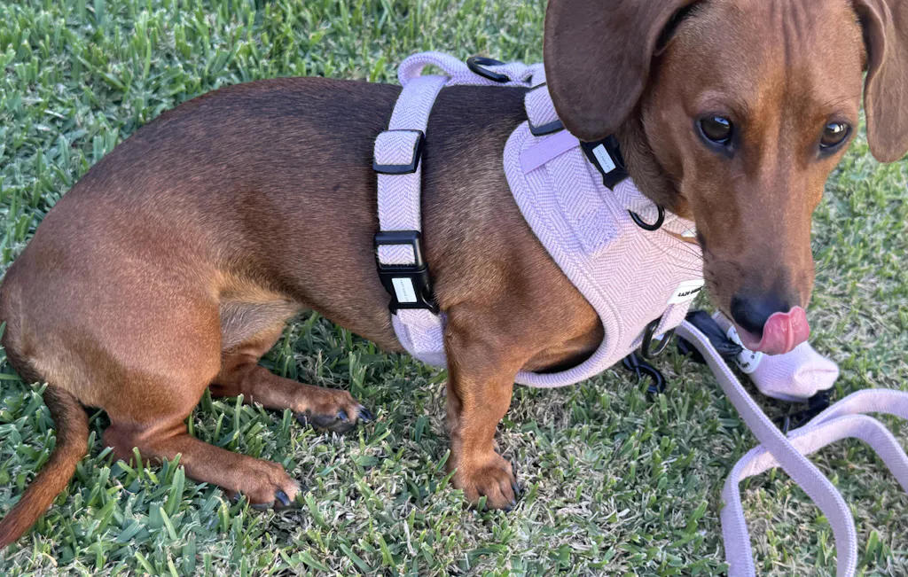 Snag + Go Bundle - 'La Dox en Rose'  PREORDER