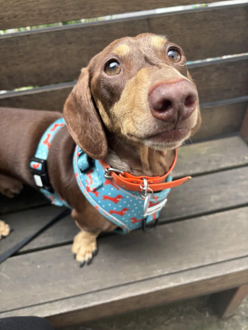 Dachshund Harness