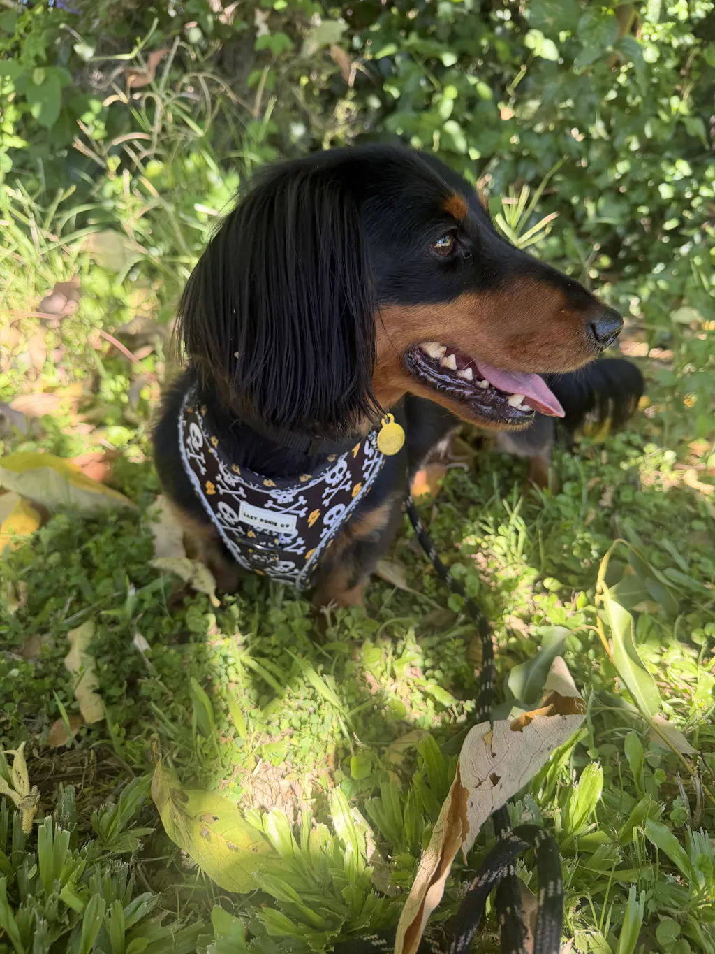 Dachshund Harness