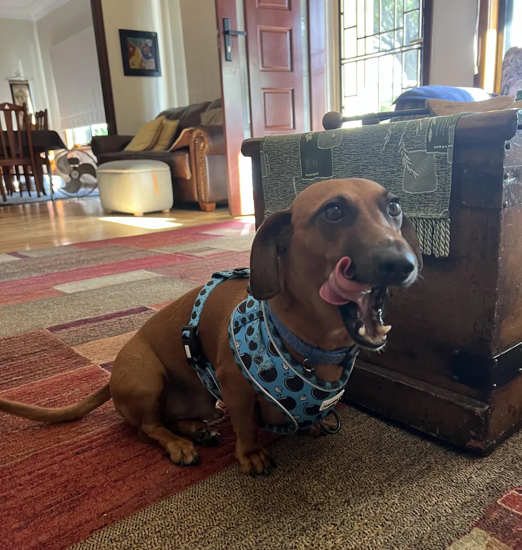 Dachshund Harness