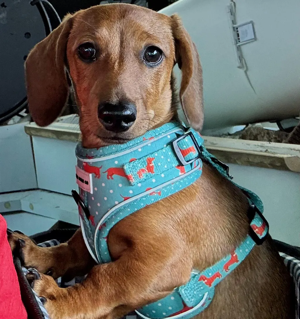 Dachshund Harness - 'Puppy Starter Harness Pack'