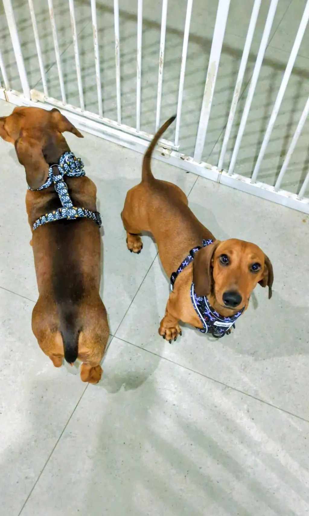 Dachshund Harness
