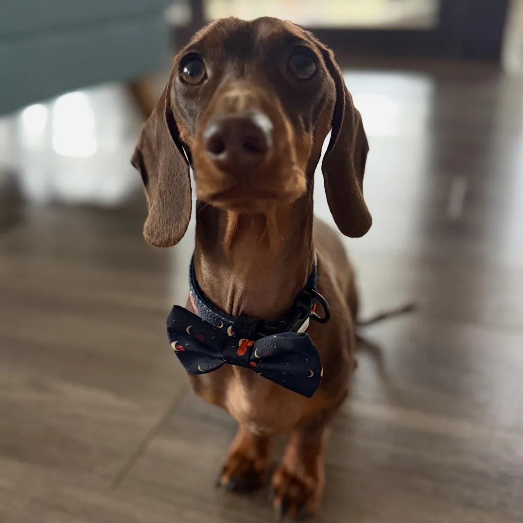 Dachshund Bow Ties