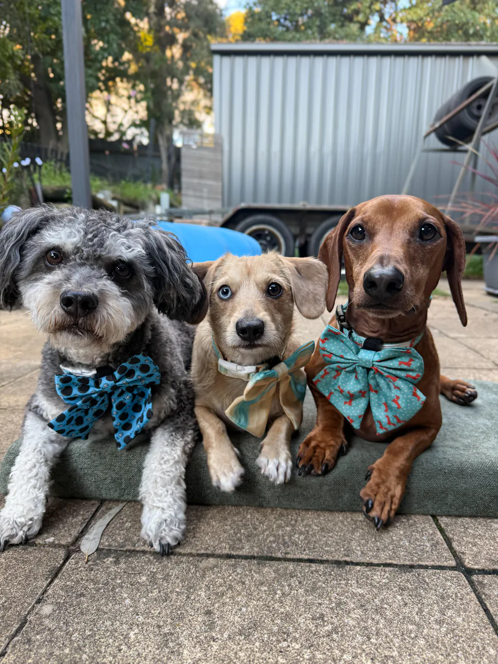 Dachshund Sailor Bows