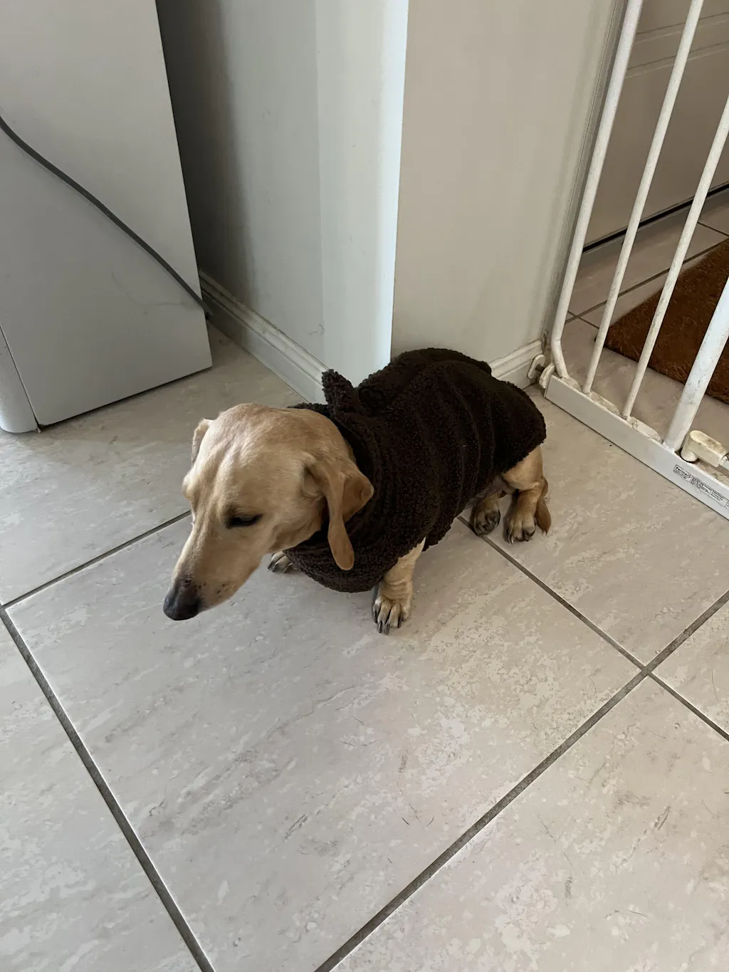 Teddy Fleece Doxie Coat
