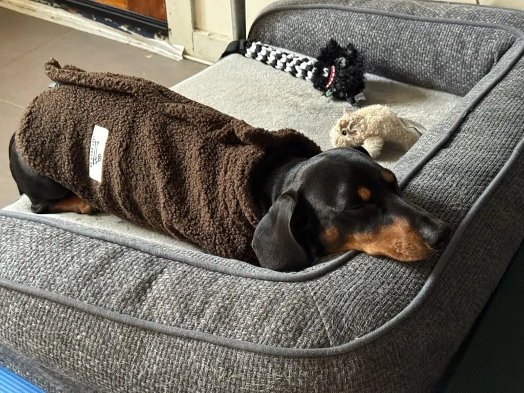 Teddy Fleece Doxie Coat