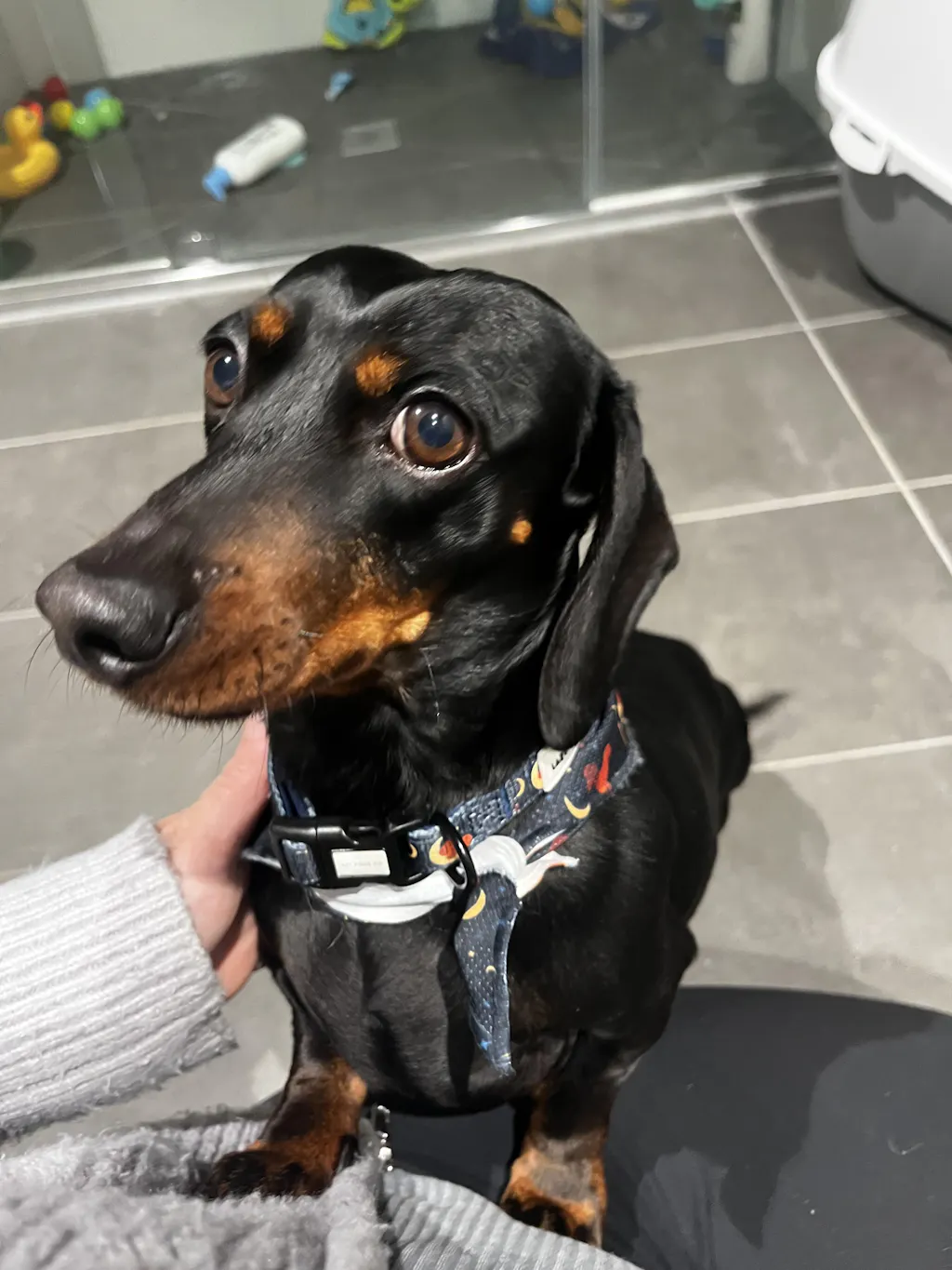 Dachshund Collars