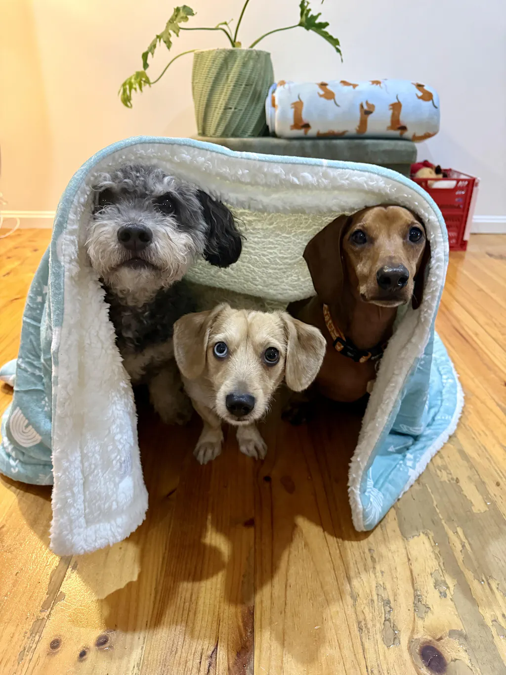 Fleece Blankets