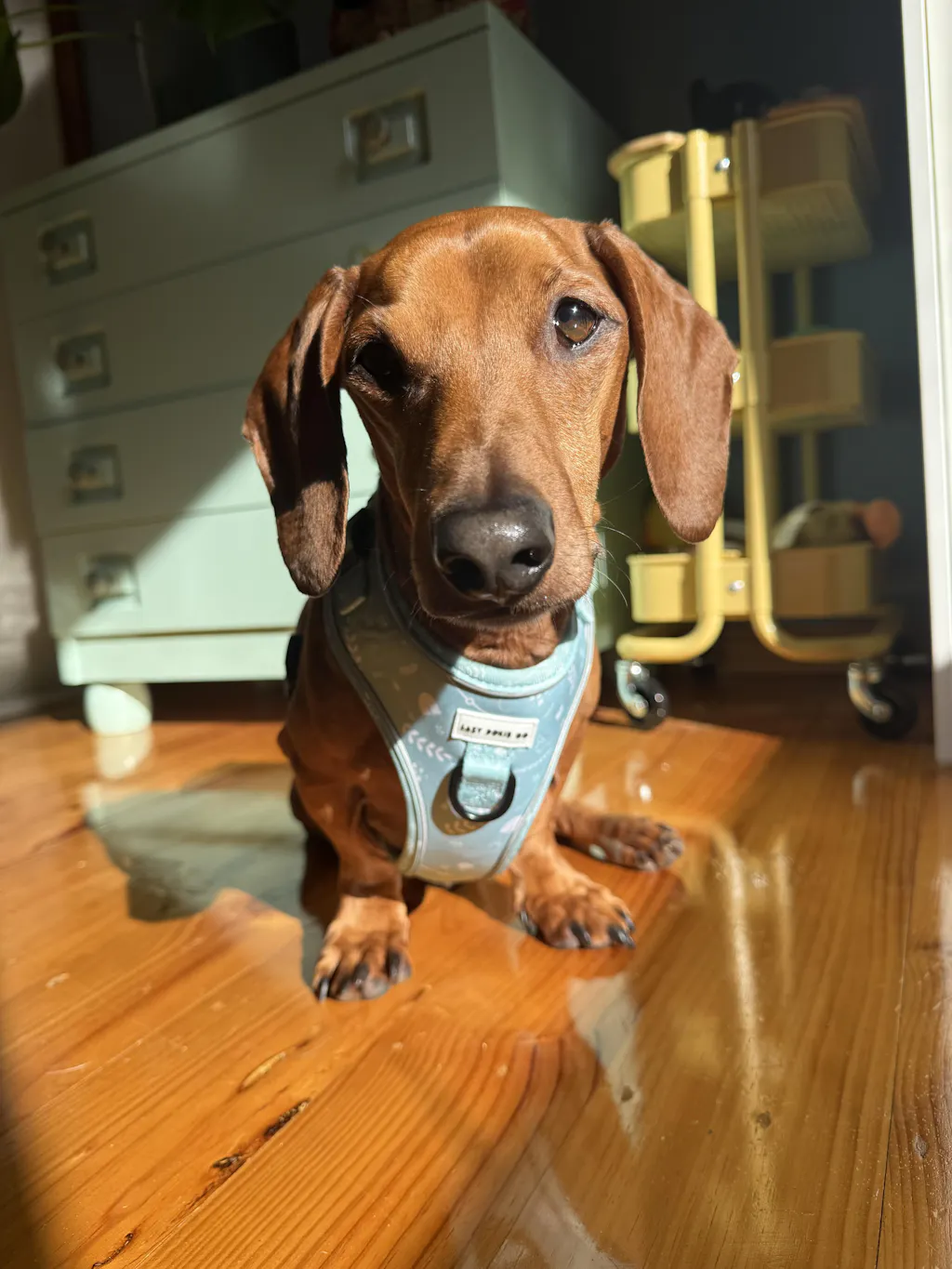 Printed Dachshund Harness