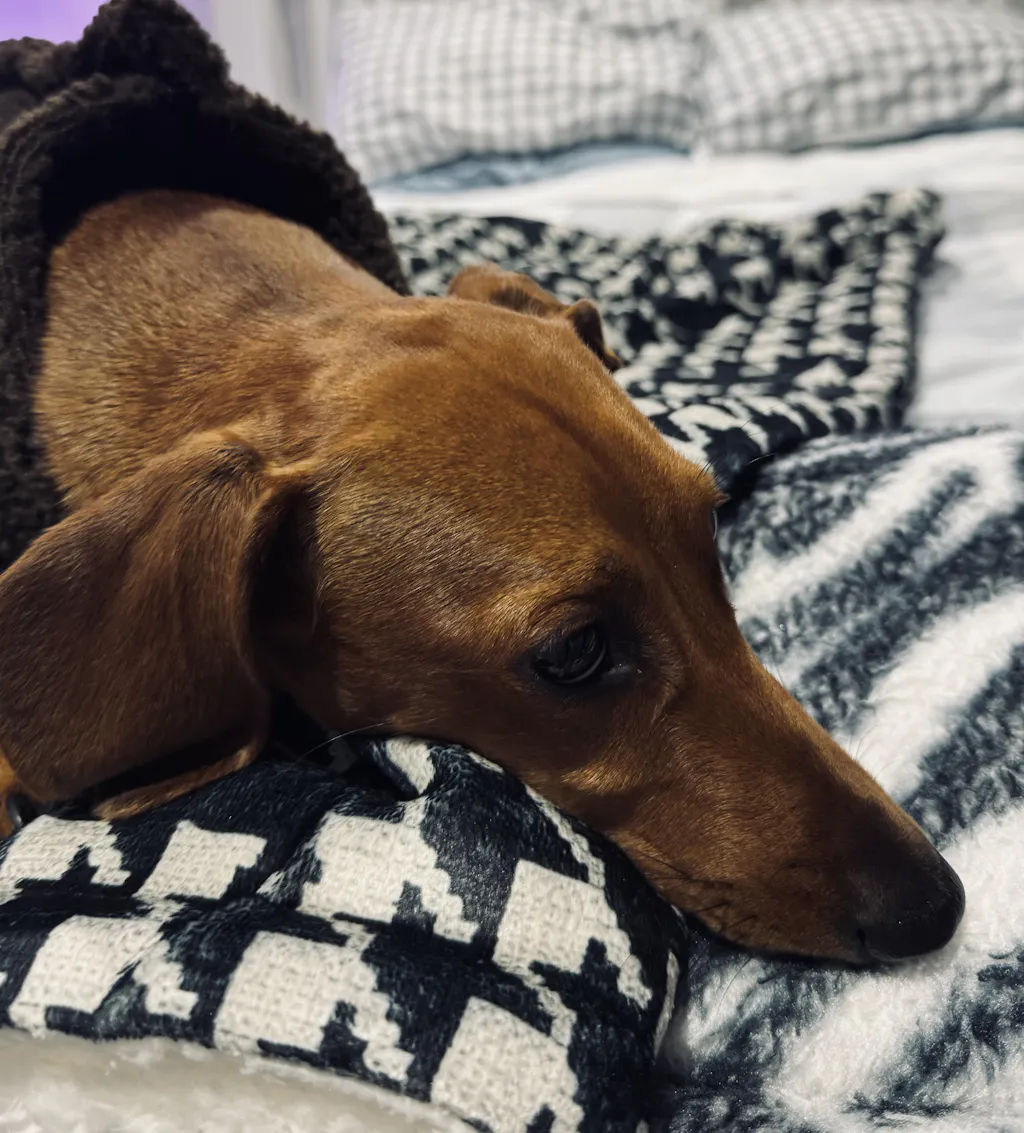 Fleece Blankets