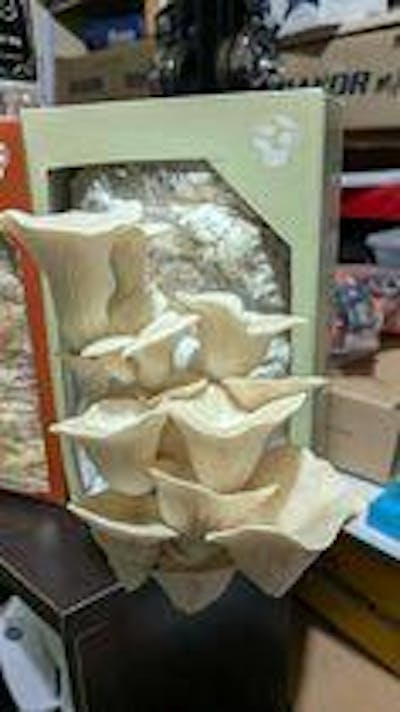 Pearl Oyster Mushroom Kit