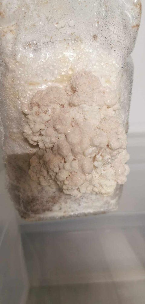 Lion's Mane Mushroom Kit