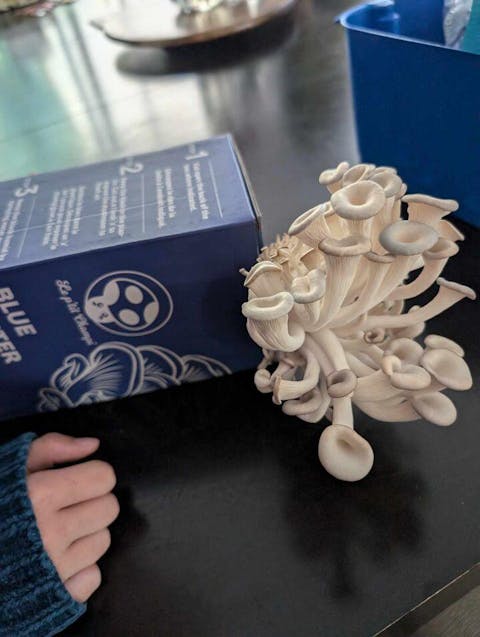 Blue Oyster Mushroom Kit