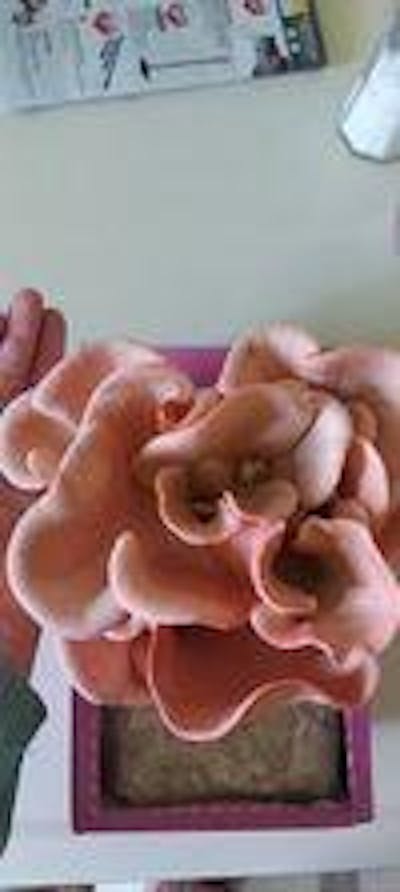 Pink Oyster Mushroom Kit