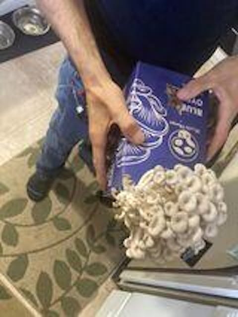 Blue Oyster Mushroom Kit