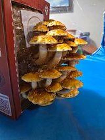 Chestnut Mushroom Kit