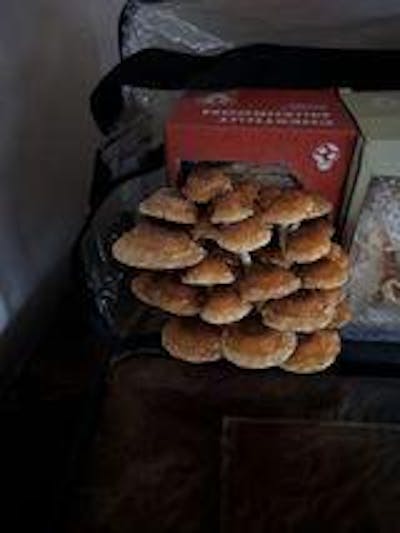 Mystery Mushroom Kit