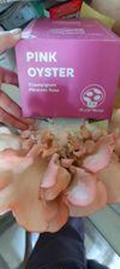 Pink Oyster Mushroom Kit