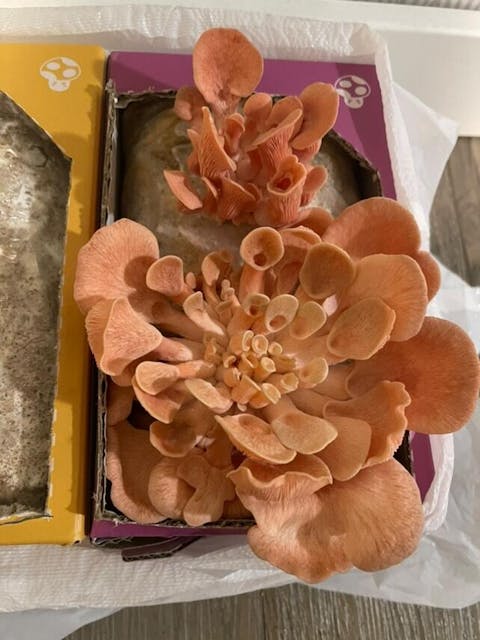Pink Oyster Mushroom Kit