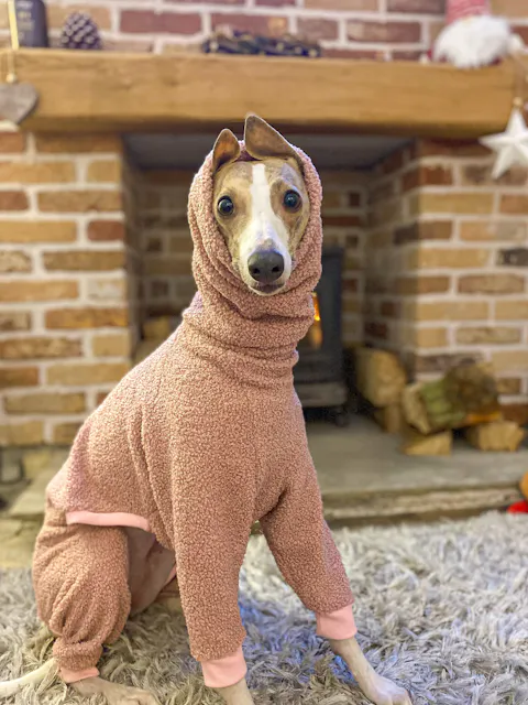 JUJUBE - Dog Onesie