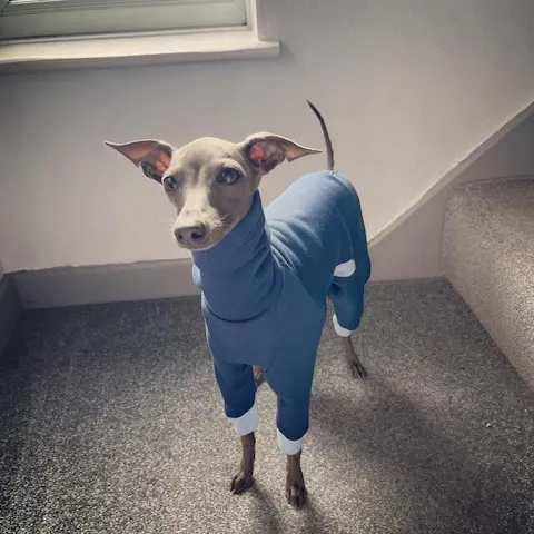 KINOKO - Dog Onesie (OEKO-TEX®)