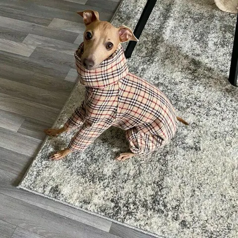 BLUBERRY - Dog Jumpsuit