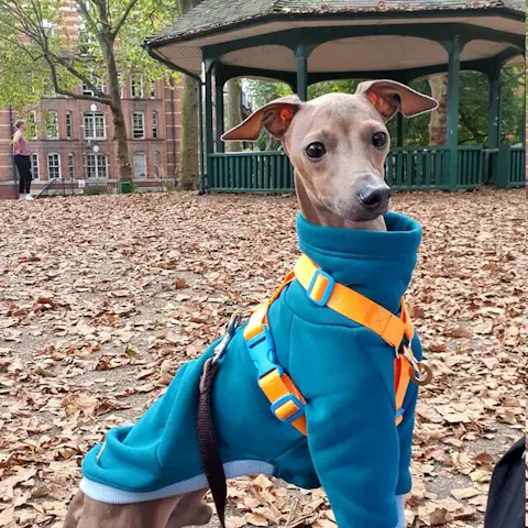 DUKU - Dog Jumper (OEKO-TEX®)