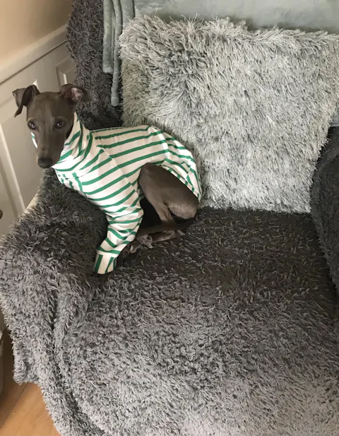 PETIT POIS - Organic Cotton Dog Jumper