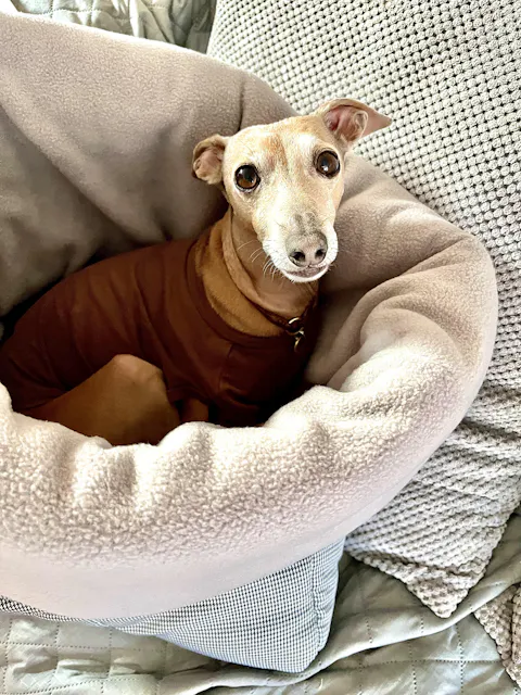 LÈ SAC Dog Snuggle Bed – Dogtooth