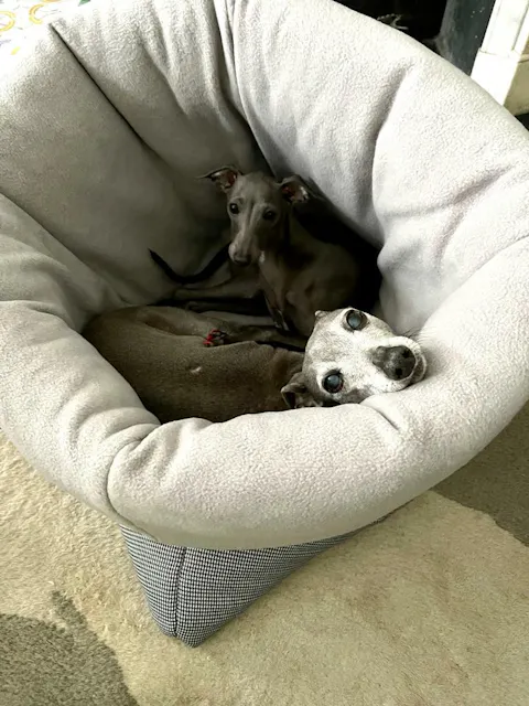 LÈ SAC Dog Snuggle Bed – Dogtooth